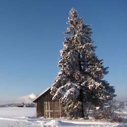 Spruce, Norway